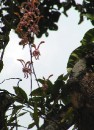 DSC_0230 Wild Orchid * 1277 x 1746 * (535KB)